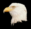 eagle-head.gif